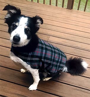 Tartan Jacket for Pets (with optional bandanna)