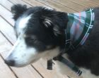 Tartan Bandanna for Pets